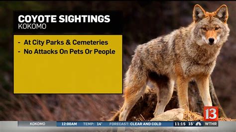 Published:4:28 PM EST January 24, 2024. . Coyote sightings near me